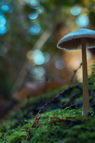 The magical realm of psychedelic mushrooms produce mind-bending adventures, illuminating the depths of human consciousness, bridging brain and perception