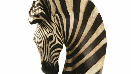 Jonathan Kingdon, Hartmann’s Mountain Zebra, Bronze, Edition of 10