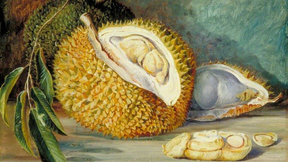 Marianne North, Durian Fruit from a Large Tree, 1876