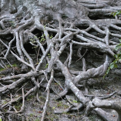 Più che una ricerca di prestigio sociale, l'indagine genealogica può diventare un viaggio di conoscenza che restituisce voce a individui altrimenti destinati all'oblio del tempo
