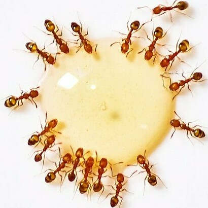 Grupo de hormigas interactuando con miel