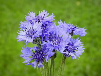 Un piccolo bouquet di fiordalisi