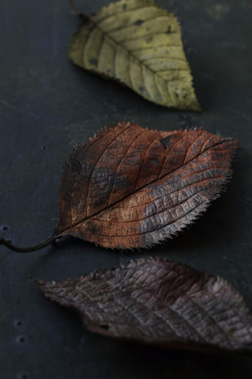 Ripples & Blooms. Courtesy of Ippodo Gallery
