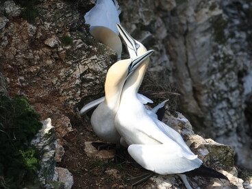 Northern Gannets in courtship display (c) Gehan de Silva Wijeyeratne