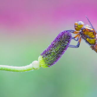 British Wildlife Photography Awards 2017. Courtesy of Horniman Museum and Gardens
