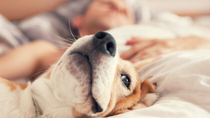 Perro mestizo duerme con su dueño