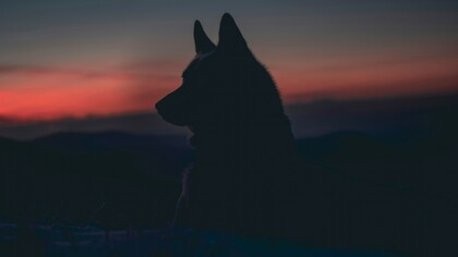 Lobo no escuro