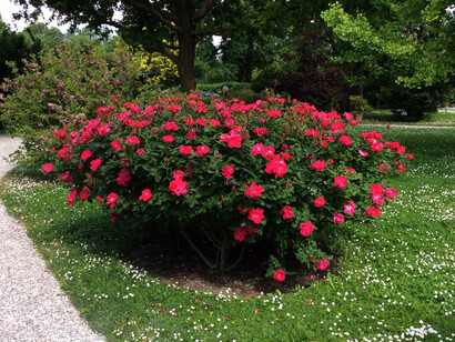 Cespuglio di fiori in Via delle Erbe, Ferrara, foto Simonetta Sandri