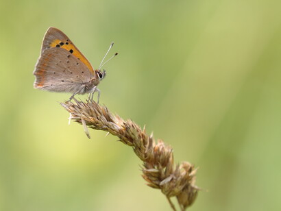 Small Copper at Hutchinsons Bank © Gehan de Silva Wijeyeratne