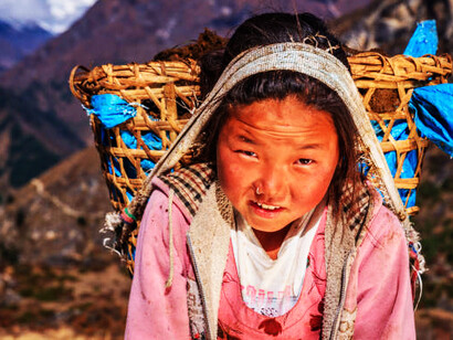 The Sherpa people, an ethnic group of Tibetan descent, reside in Nepal's high mountain regions. A young Sherpa girl carries a basket overflowing with moss