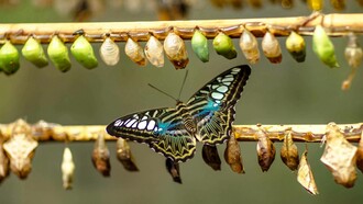 Without change, a caterpillar would never become a butterfly