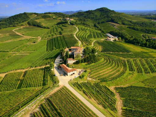 I vigneti del Friuli-Venezia Giulia 