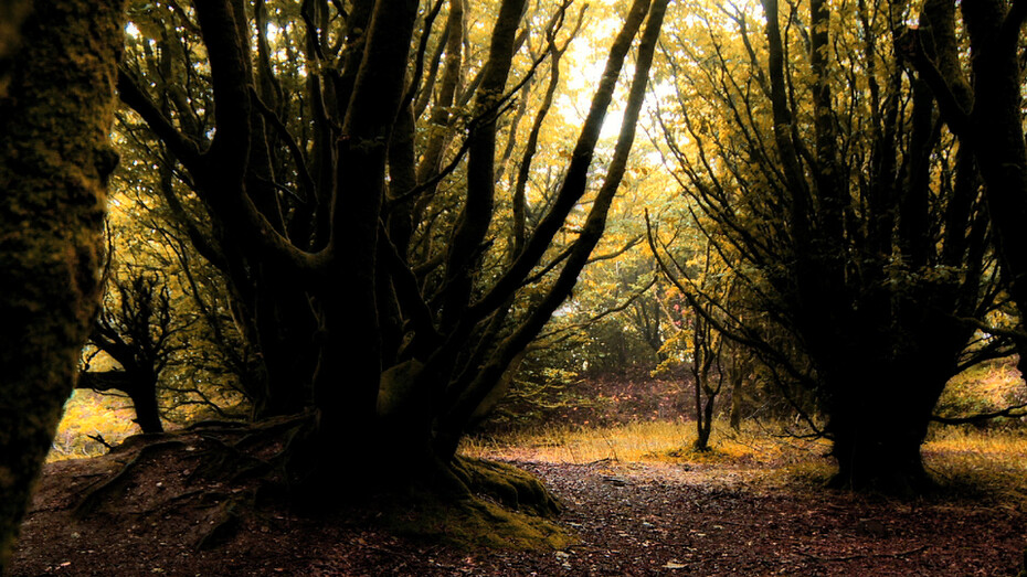 David Ian Bickley, Forest Earth