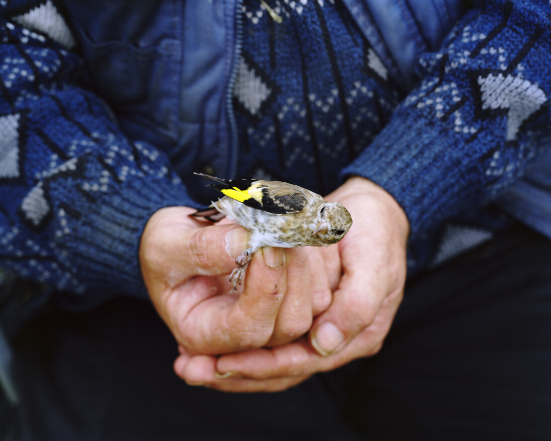 Andy Sewell, "Untitled" from the series Something Like a Nest, 2014