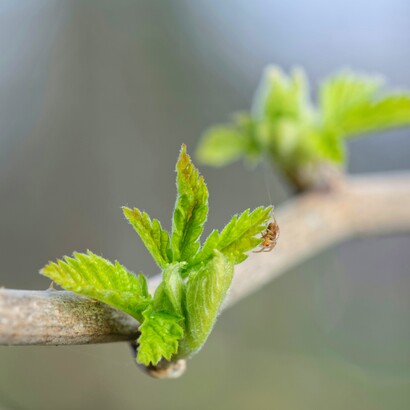 Vivere pienamente significa riconoscere la propria interdipendenza con gli altri e con l’ambiente