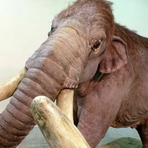 Going on display is a full-scale replica of an impressive Columbian mammoth, which would have stood around 4 metres tall, © Blue Rhino Studio
