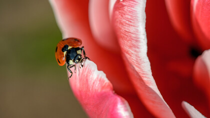 La gioia delle piccole cose