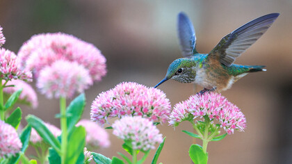 The perfection of Nature