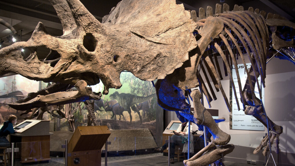 Colossal Fossil. Courtesy of Museum of Science 