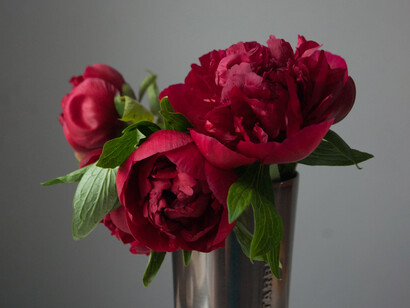 Seducente e fiorita la peonia è tutta da ammirare 