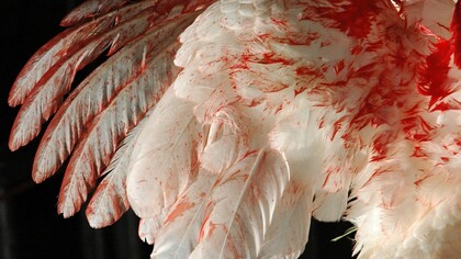 Piume insanguinate