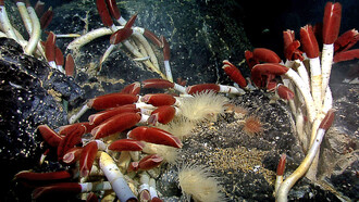 Riftia pachyptila nei fondali delle Galapagos