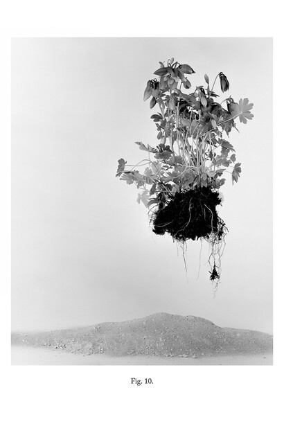 Victoria Jenkins, Fig. 10