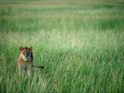 Singita Serengeti House Wildlife - Lioness