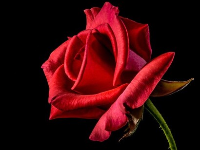 Una rosa que pierde su frescura