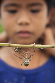 Traditional Filipino game of 'Spider Fighting'