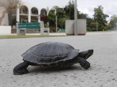 Lockdowns: the earth was a lot more cleaner without pollution, the animals were were happier