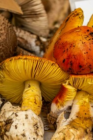 A micologia é o ramo da biologia que estuda os fungos, incluindo suas características, classificações, ecologia, importância económica e aplicações