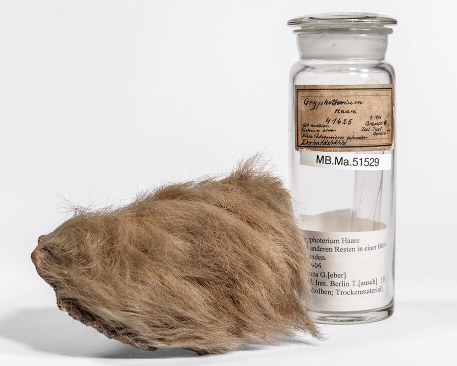 Fossil Mammals. Courtesy of Museum für Naturkunde