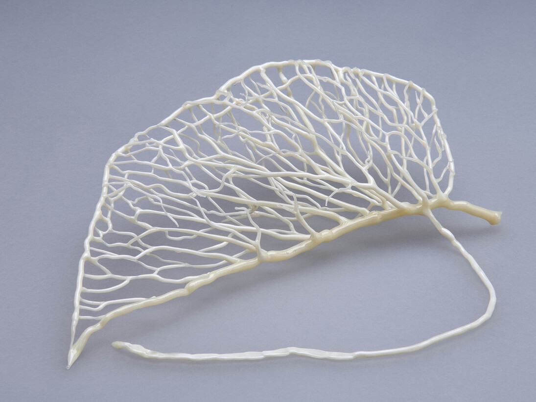 Andrea Spencer, Leaf Skeleton, 2014, flameworked, bullseye glass, 35 x 15 x 25 cm