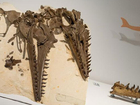 Mosasaur Hall. Courtesy of Royal Belgian Institute of Natural Sciences