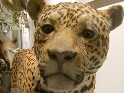 Central and South America. Courtesy of Harvard Museum of Natural History