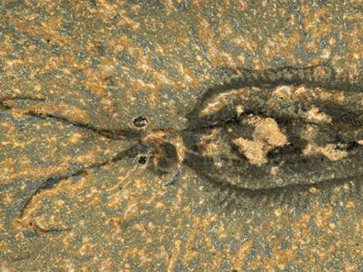 Dawn of Life. Courtesy of ROM