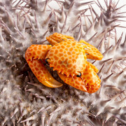 Rare, Beautiful & Fascinating. Courtesy of Florida Museum of Natural History