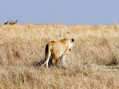 Se descubrió que los leones habían consumido al menos dos jirafas, junto con una cebra, probablemente originaria de la región de Tsavo. Masai Mara National Park, Valle Great Rift, Kenia