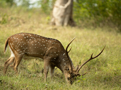 Male deer grow antlers during mating seasons