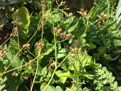 Frutti del coriandolo