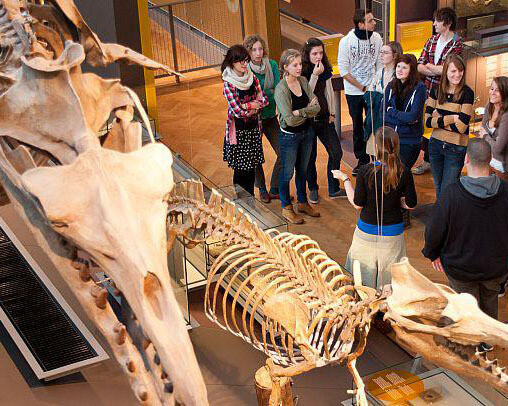 Gallery of Evolution. Courtesy of Royal Belgian Institute of Natural Sciences