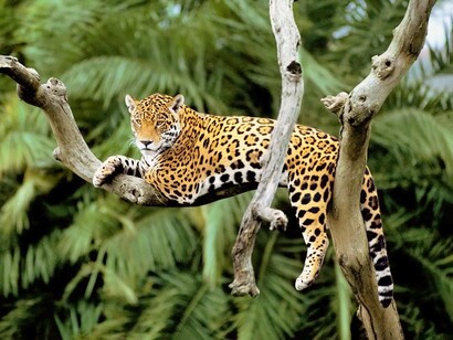 El jaguar, yaguar o yaguareté es un carnívoro félido de la subfamilia de los Panterinos y género Panthera. Es la única de las cinco especies actuales de este género que se encuentra en América. Parque nacional del Manu, Perú