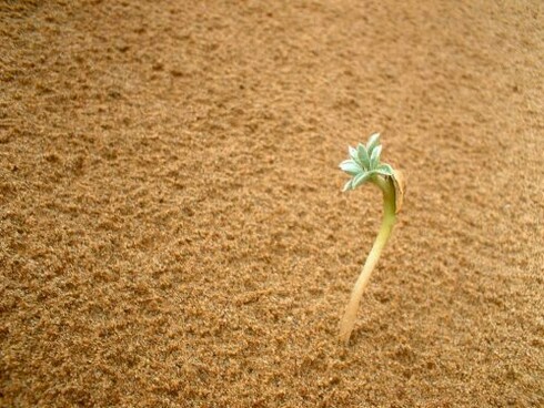 O deserto é muito intenso e misterioso nas suas formas de vida
