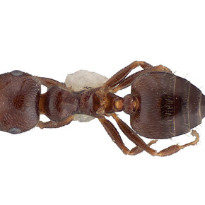 Underground Adventure. Courtesy of Field Museum