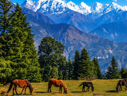 Munsyari in India features grazing wild horses roaming open landscapes beneath the majestic Panchachuli peaks of the Himalayan mountain range