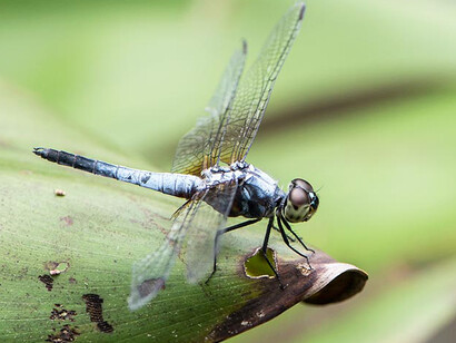 Ecogarden. Courtesy of Science Centre