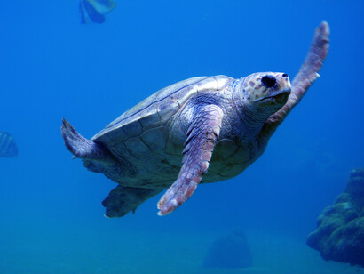 All species will soon enter the fossil record