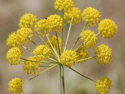 Canafrecha Thapsia villosa