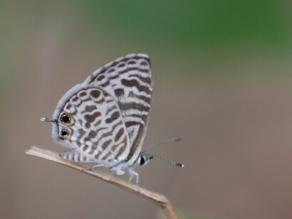 Zebra Blue, aligned to plane of focus to maiximise depth of field © Gehan de Silva Wijeyeratne